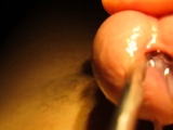 Urethral sounding and stretching with cumshot